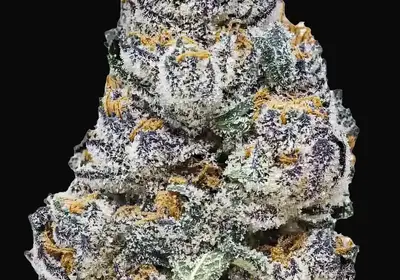 Rainbow Melon
