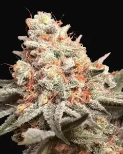 Rainbow Mints