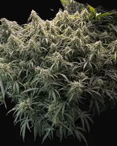 Rainbow Road Auto
