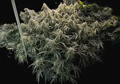 Rainbow Road Auto