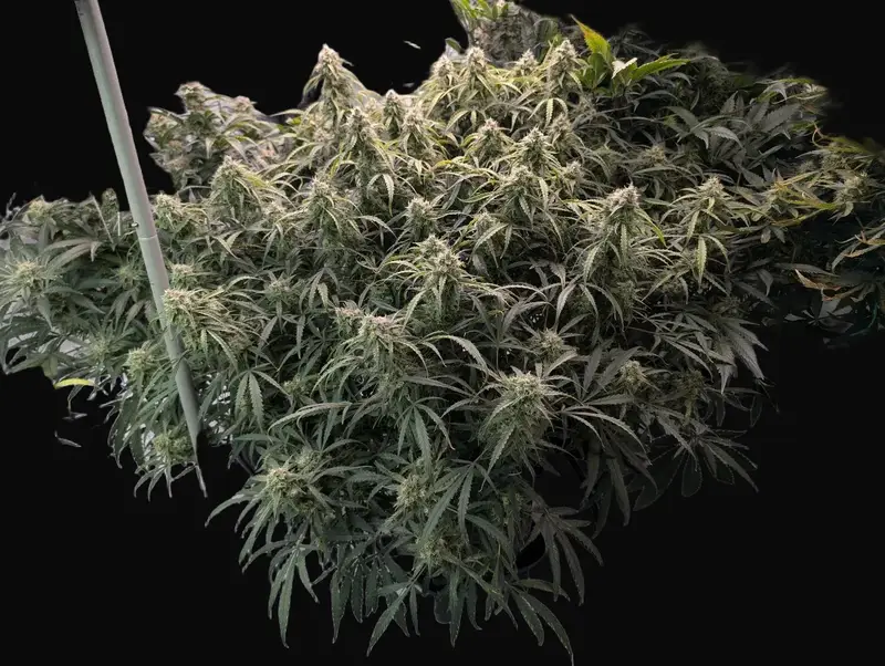 Rainbow Road Auto