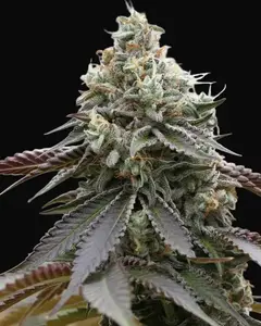 Rainbow Sherbert x Spritzer