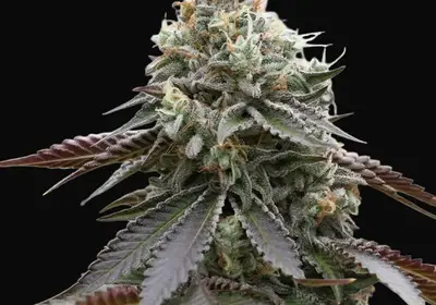 Rainbow Sherbert x Spritzer