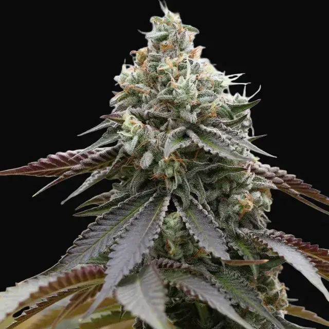 Rainbow Sherbert x Spritzer