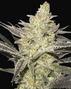 Rainbow Sherbet 11