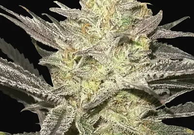 Rainbow Sherbet 11