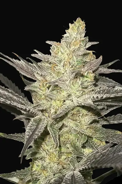 Rainbow Sherbet 11