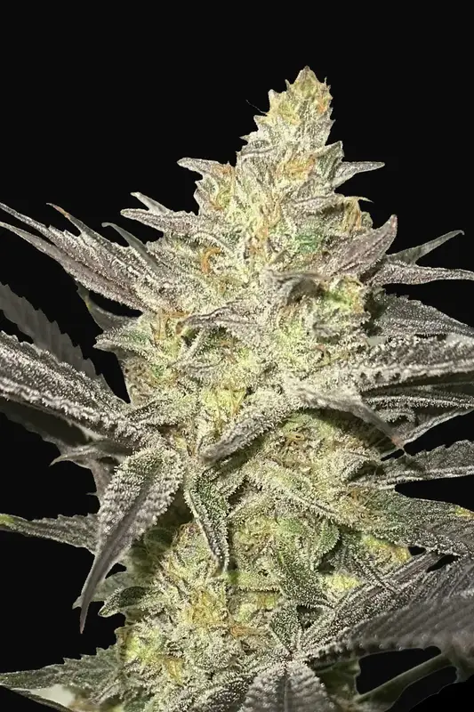 Rainbow Sherbet 11
