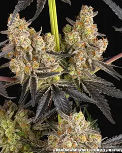 Rainbow Sherbet