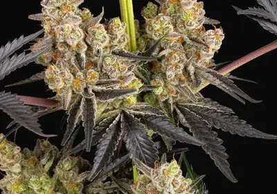 Rainbow Sherbet