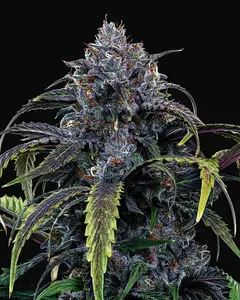Rainbow Sundae 11 Auto