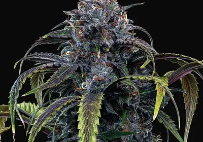 Rainbow Sundae 11 Auto