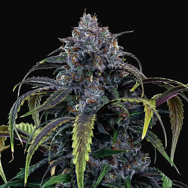 Rainbow Sundae 11 Auto