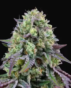 Rainbow Triangle