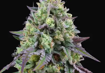 Rainbow Triangle
