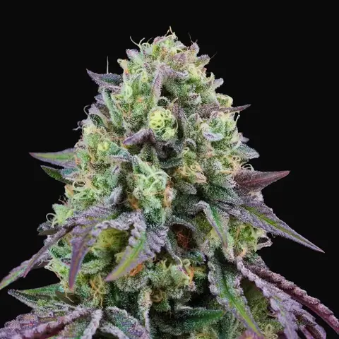 Rainbow Triangle