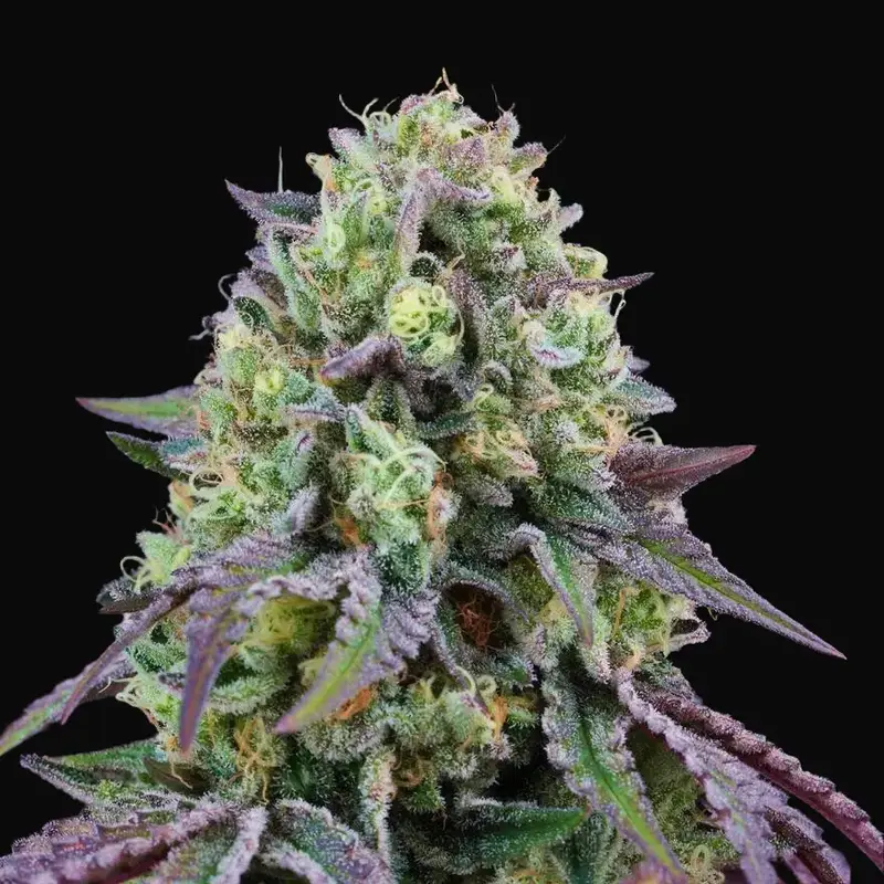 Rainbow Triangle