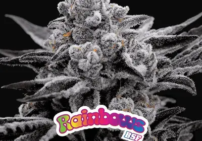 Rainbows