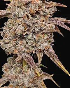 RainbO'z Auto