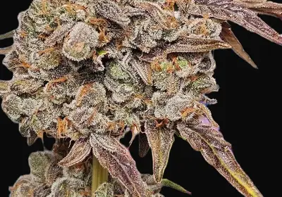 RainbO'z Auto