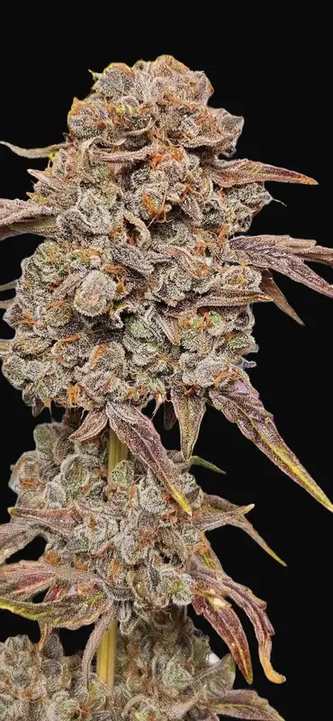 RainbO'z Auto