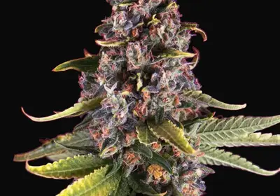 Raspberry Cough