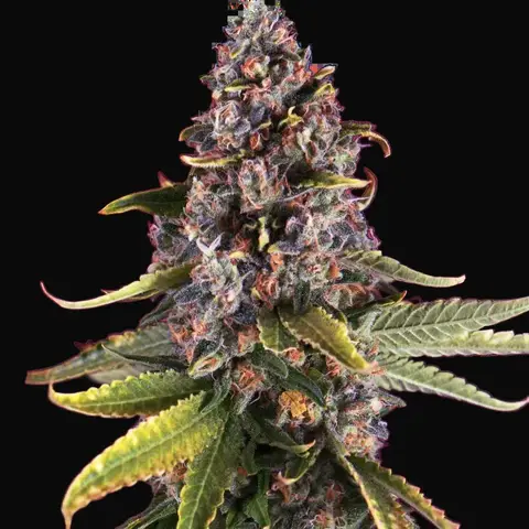 Raspberry Cough