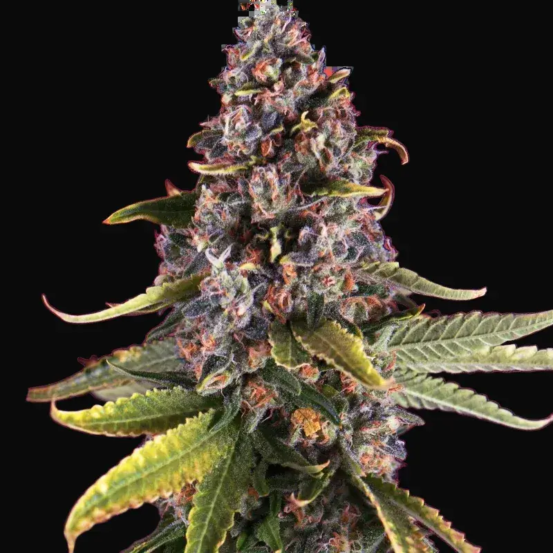 Raspberry Cough
