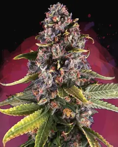 Raspberry Cough