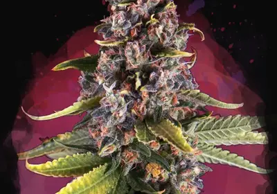 Raspberry Cough