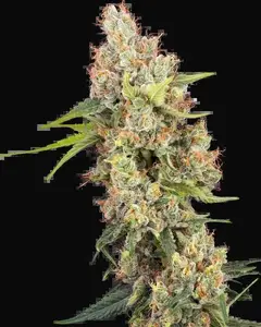 Raspberry Critical Kush Feminized