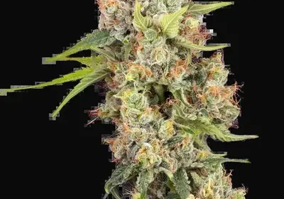 Raspberry Critical Kush Feminized