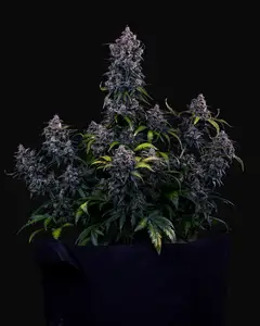 Ravenberry Auto