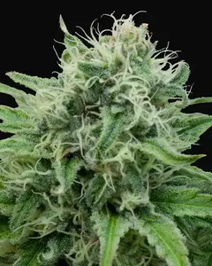 Raw Diesel