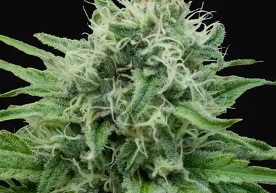 Raw Diesel