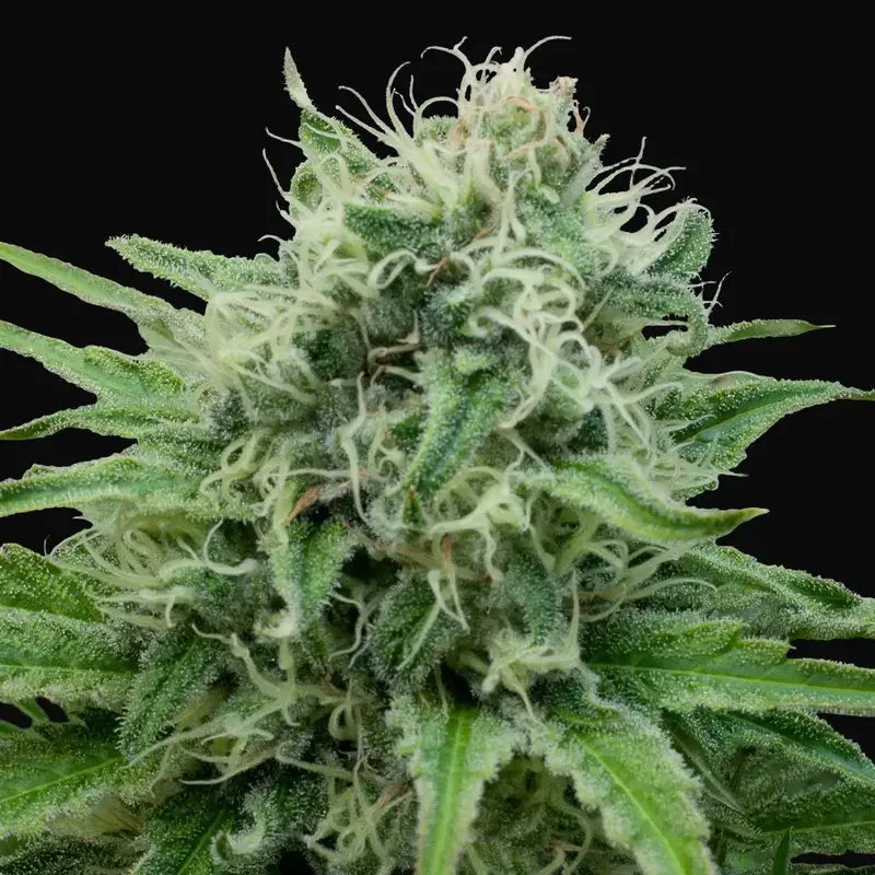 Raw Diesel