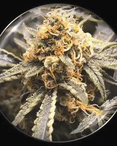 Recovery CBD