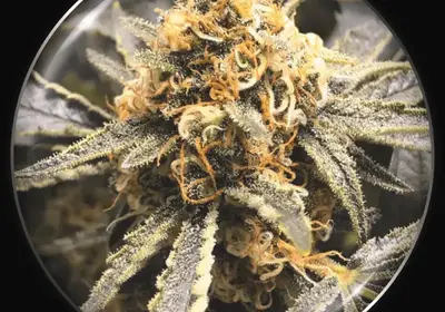 Recovery CBD