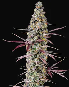 Red Banana Berry