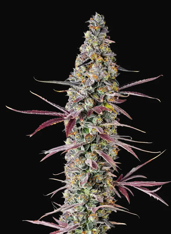 Red Banana Berry