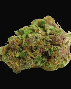 Red Banana Berry XL Auto