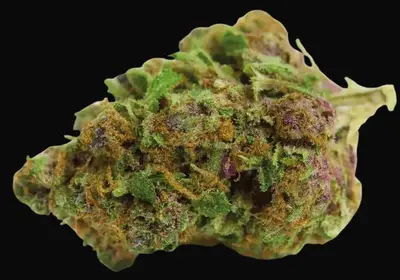Red Banana Berry XL Auto