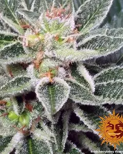 Red Cherry Berry