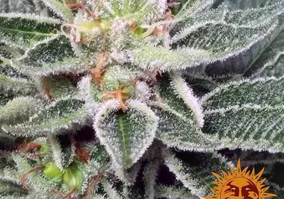 Red Cherry Berry
