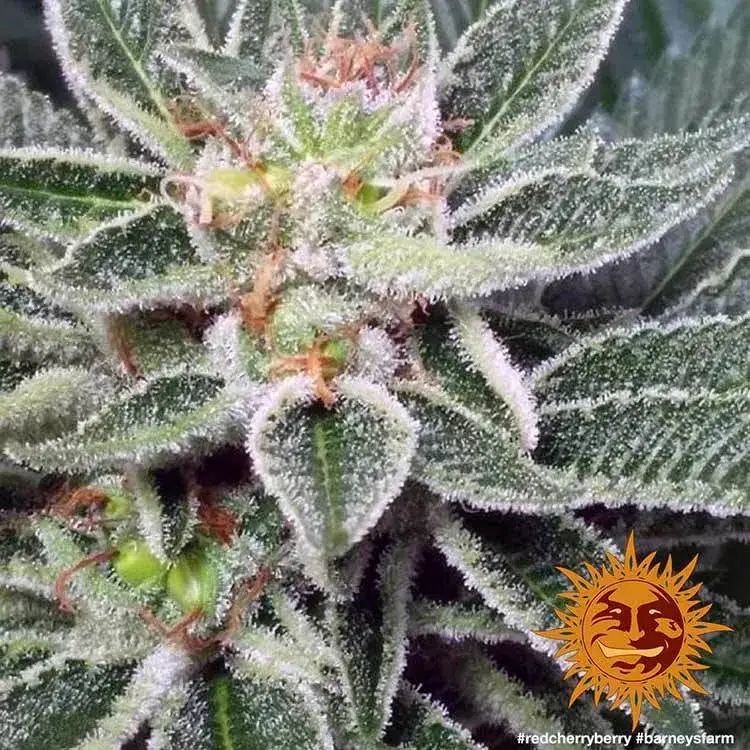 Red Cherry Berry