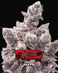 Red Critical Auto