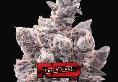 Red Critical Auto