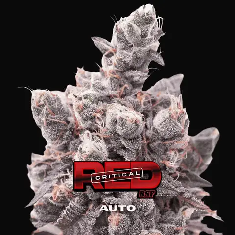 Red Critical Auto