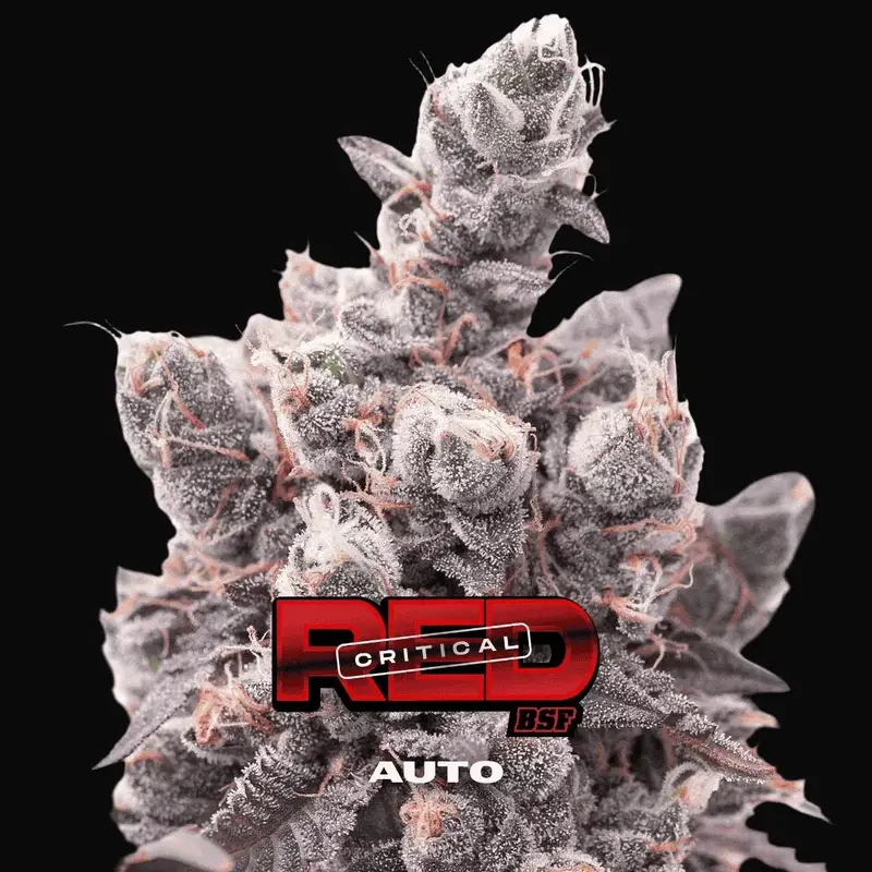 Red Critical Auto