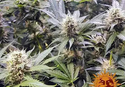 Red Diesel